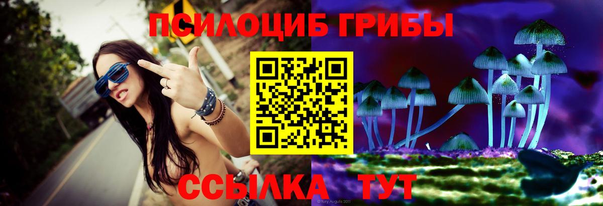 Псилоцибиновые грибы Psilocybe Менделеевск